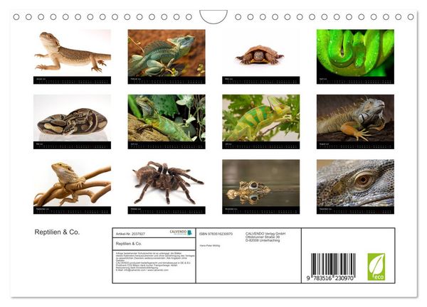 Produktbild: Reptilien & Co. (Wandkalender 2026 DIN A4 quer), CALVENDO Monatskalender