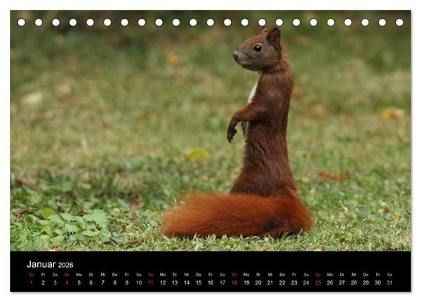 Produktbild: Artist im Garten. Das Eichh&ouml;rnchen (Tischkalender 2026 DIN A5 quer), CALVENDO Monatskalender