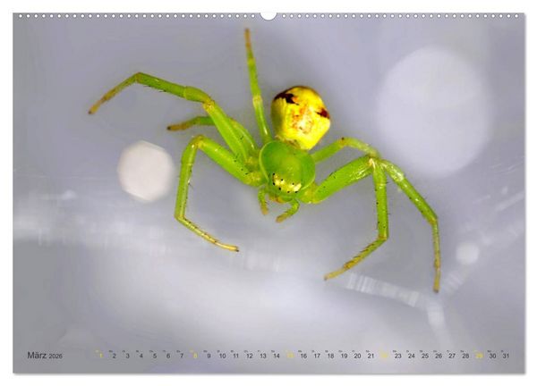 Produktbild: ui - Spinne. Kleine Spinnen - gro&szlig; im Bild (hochwertiger Premium Wandkalender 2026 DIN A2 quer), Kunstdruck in Hochglanz