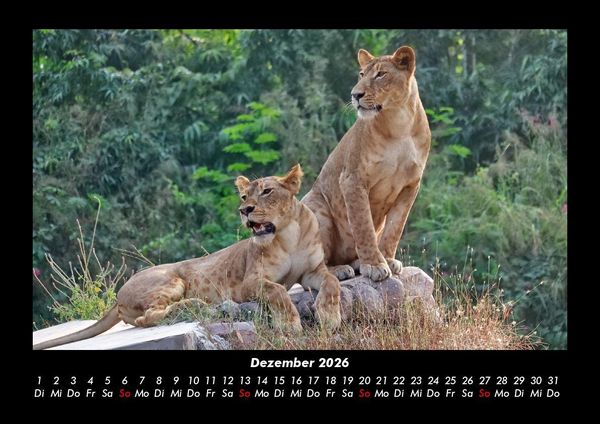 Produktbild: L&ouml;wen in der Wildnis 2026 Fotokalender DIN A3