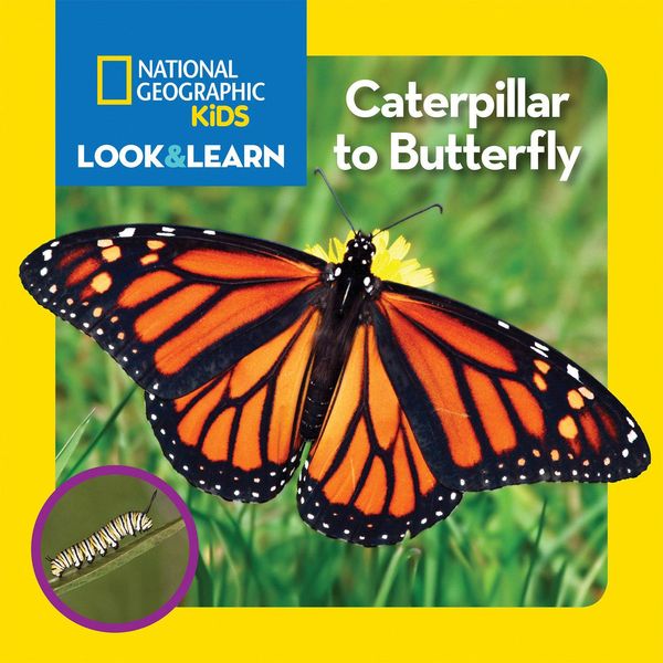 Produktbild: National Geographic Kids Look & Learn: Caterpillar to Butterfly