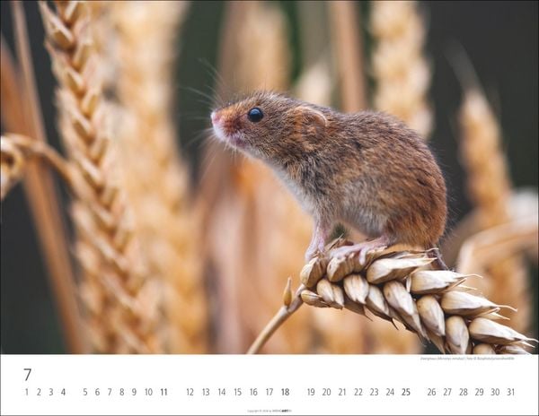 Produktbild: Heimische Wildtiere Kalender 2027