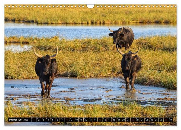 Produktbild: Camargue - Im Land der wei&szlig;en Pferde und schwarzen Stiere (Wandkalender 2026 DIN A3 quer), CALVENDO Monatskalender