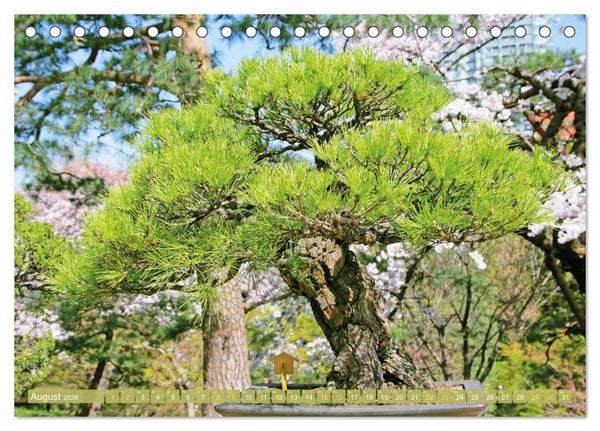 Produktbild: Gartenkunst aus Japan: Bonsai (Tischkalender 2026 DIN A5 quer), CALVENDO Monatskalender