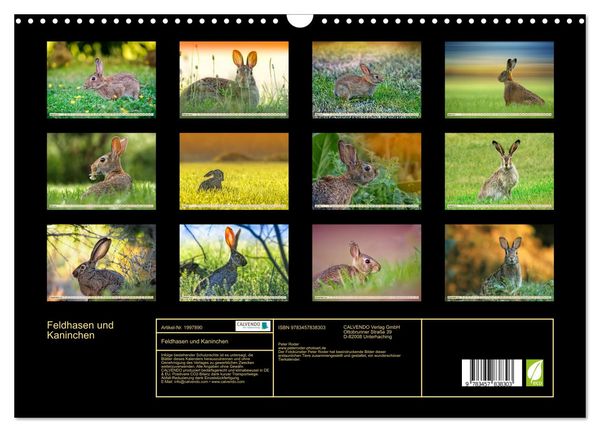 Produktbild: Feldhasen und Kaninchen (Wandkalender 2026 DIN A3 quer), CALVENDO Monatskalender