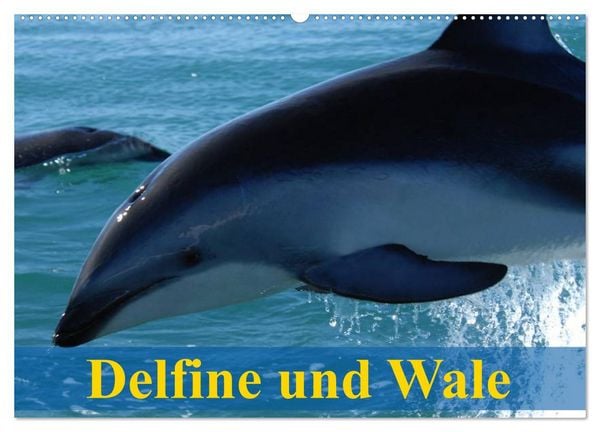 Delfine und Wale (Wandkalender 2026 DIN A2 quer), CALVENDO Monatskalender