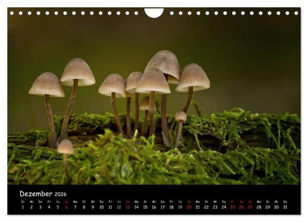 Produktbild: Pilzgalerie (Wandkalender 2026 DIN A4 quer), CALVENDO Monatskalender