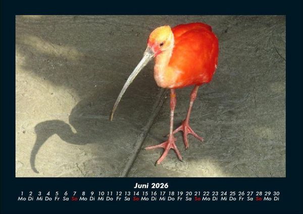 Produktbild: Welt der V&ouml;gel 2026 Fotokalender DIN A4