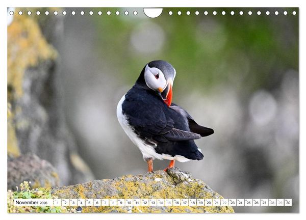 Produktbild: Islands Papageientaucher (Wandkalender 2026 DIN A4 quer), CALVENDO Monatskalender