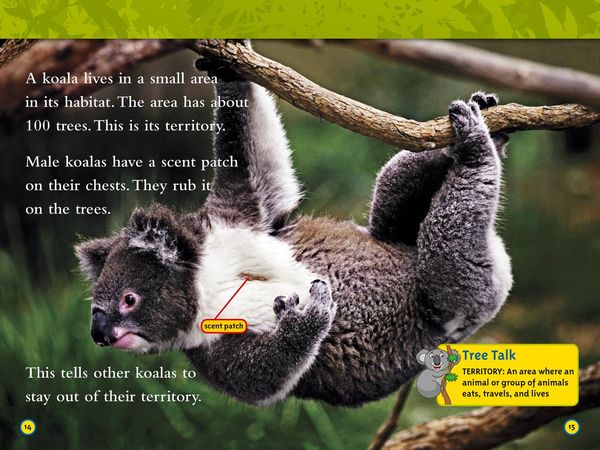 Produktbild: Koalas
