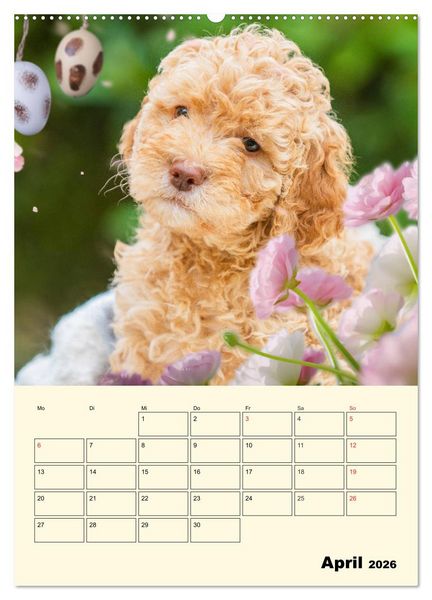 Produktbild: Jahresplaner Lagotto Romagnolo Welpen (Wandkalender 2026 DIN A2 hoch), CALVENDO Monatskalender