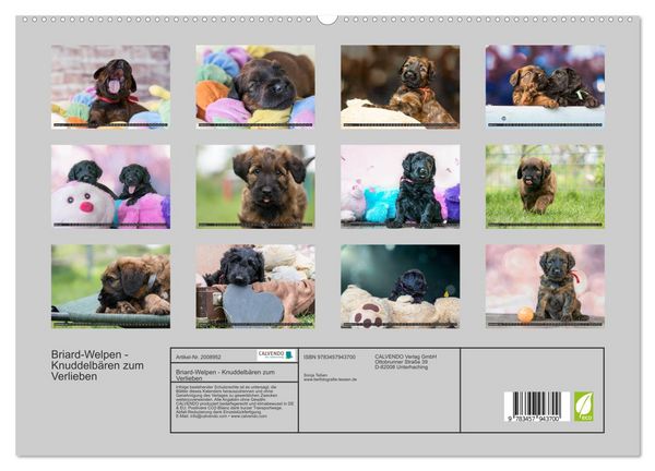 Produktbild: Briard-Welpen - Knuddelb&auml;ren zum Verlieben (hochwertiger Premium Wandkalender 2026 DIN A2 quer), Kunstdruck in Hochglanz