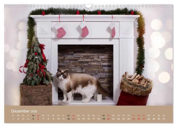 Produktbild: Verliebt in Ragdolls ... die sanfte Katzenrasse (Wandkalender 2026 DIN A3 quer), CALVENDO Monatskalender
