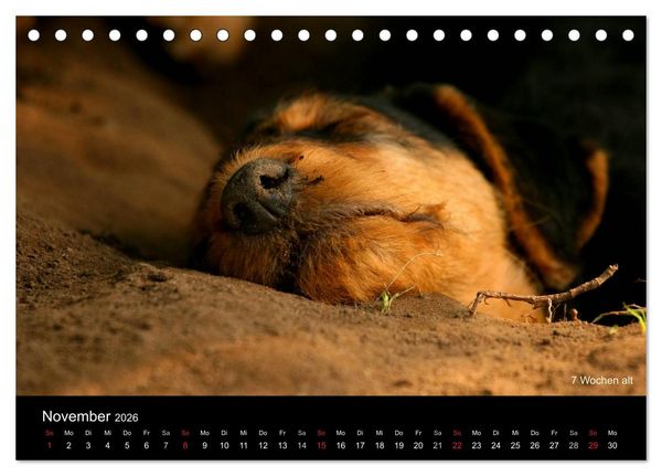 Produktbild: Airedale Terrier Welpen (Tischkalender 2026 DIN A5 quer), CALVENDO Monatskalender