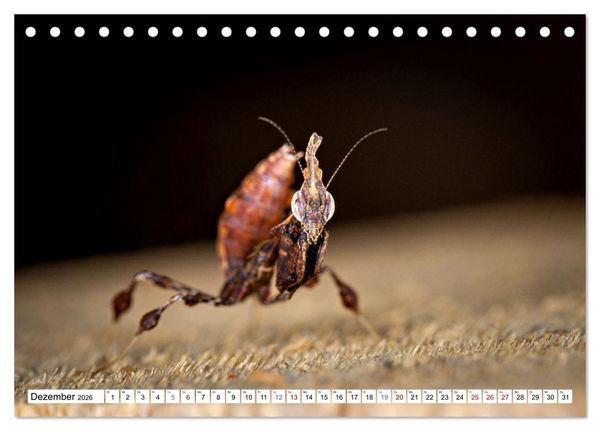 Produktbild: Im Bann der Mantis (Tischkalender 2026 DIN A5 quer), CALVENDO Monatskalender