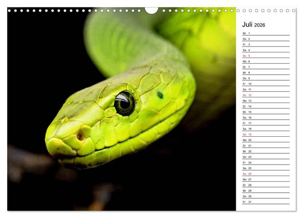 Produktbild: Schlangen. Lauern, kriechen, schlingen (Wandkalender 2026 DIN A3 quer), CALVENDO Monatskalender
