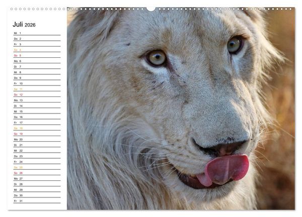 Produktbild: LION KING SELFIES L&ouml;wen hautnah (Wandkalender 2026 DIN A2 quer), CALVENDO Monatskalender