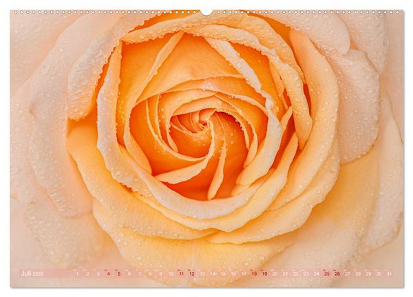 Produktbild: Rosen im Morgentau (Wandkalender 2026 DIN A2 quer), CALVENDO Monatskalender