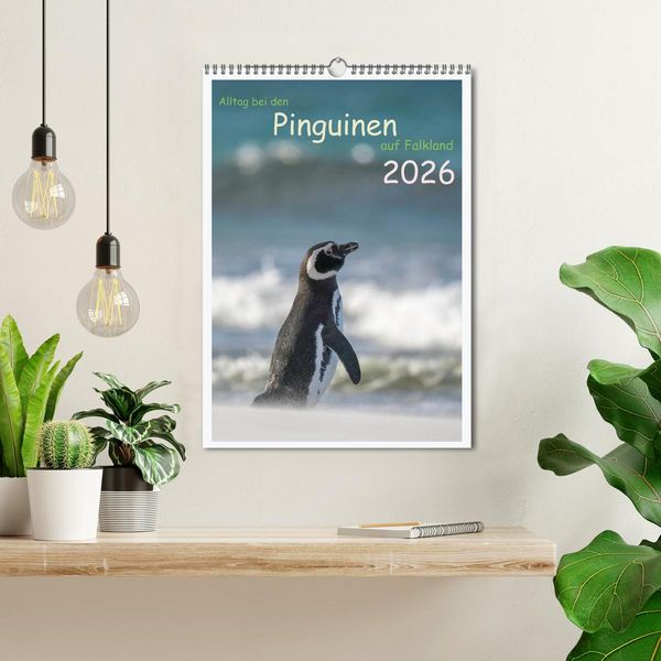 Produktbild: Alltag bei den Pinguinen auf Falkland (Wandkalender 2026 DIN A3 hoch), CALVENDO Monatskalender