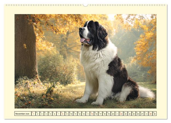 Produktbild: Landseer in der Natur. Majest&auml;tische und sanfte Hundeseelen (Wandkalender 2026 DIN A2 quer), CALVENDO Monatskalender