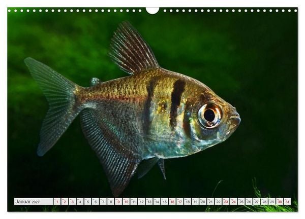 Produktbild: Beliebte Fische der Welt (Wandkalender 2027 DIN A3 quer), CALVENDO Monatskalender