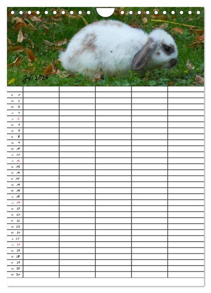 Produktbild: Meerschweinchen und Kaninchen Familienplaner (Wandkalender 2026 DIN A4 hoch), CALVENDO Monatskalender