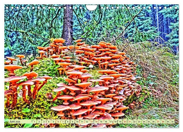 Produktbild: Verwunschene Waldtr&auml;ume: Ein Kalender voller Magie (Wandkalender 2026 DIN A4 quer), CALVENDO Monatskalender