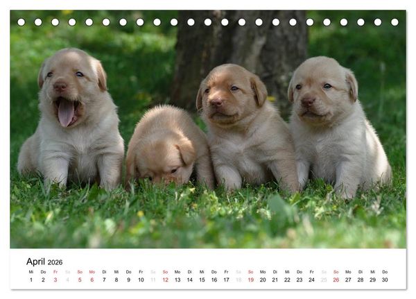 Produktbild: Labrador Welpen (Tischkalender 2026 DIN A5 quer), CALVENDO Monatskalender