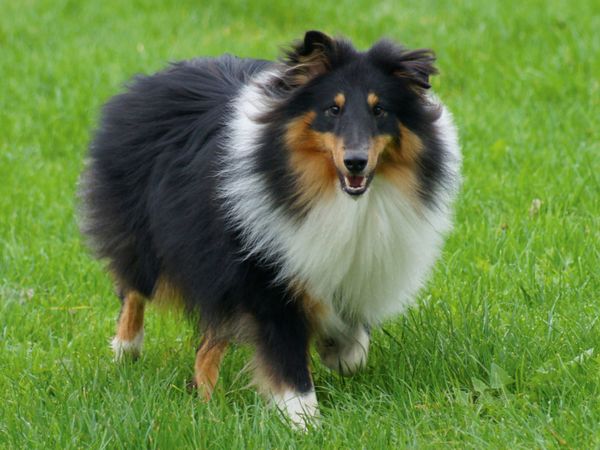 Produktbild: CALVENDO Puzzle Langhaar Collie auf der Wiese 1000 Teile Lege-Gr&ouml;&szlig;e 64 x 48 cm Foto-Puzzle Bild von kattobello