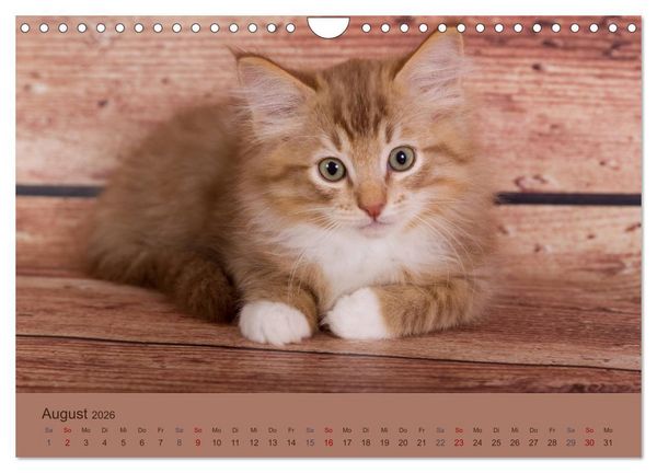 Produktbild: Flauschige Ragdoll Kitten (Wandkalender 2026 DIN A4 quer), CALVENDO Monatskalender
