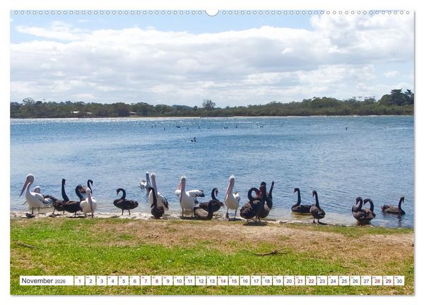Produktbild: Australiens V&ouml;gel (hochwertiger Premium Wandkalender 2026 DIN A2 quer), Kunstdruck in Hochglanz