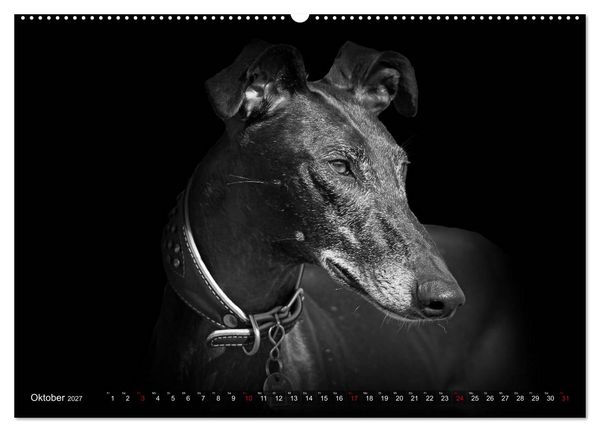 Produktbild: Galgo Espa&ntilde;ol - der spanische Windhund 2027 (Wandkalender 2027 DIN A2 quer), CALVENDO Monatskalender