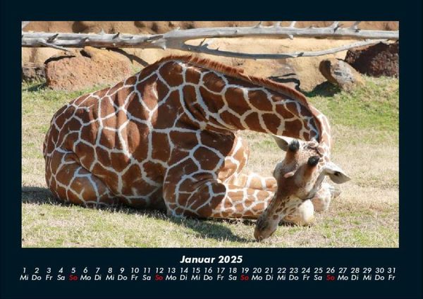 Produktbild: Giraffen 2025 Fotokalender DIN A4