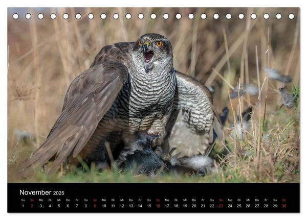Falknerei Der Habicht (Tischkalender 2025 DIN A5 quer), CALVENDO Monatskalender