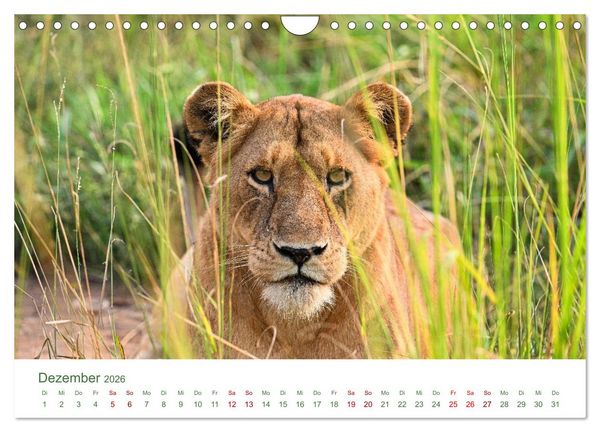 Produktbild: Tierwelten UGANDA (Wandkalender 2026 DIN A4 quer), CALVENDO Monatskalender