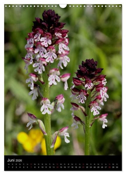 Produktbild: Wildwachsende Orchideen in Deutschland (Wandkalender 2026 DIN A3 hoch), CALVENDO Monatskalender
