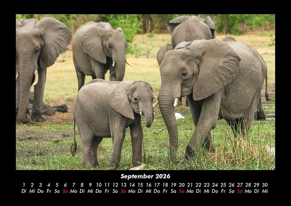 Produktbild: Der Elefantenkalender 2026 Fotokalender DIN A3