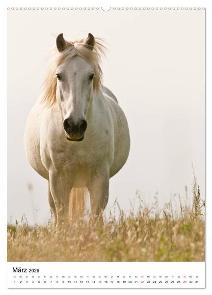Produktbild: Camargue Pferde - wei&szlig;e M&auml;hnen (hochwertiger Premium Wandkalender 2026 DIN A2 hoch), Kunstdruck in Hochglanz