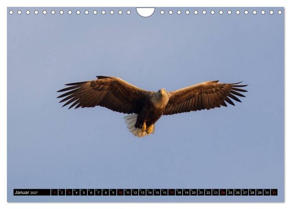 Produktbild: Greifv&ouml;gel und Eulen (Wandkalender 2027 DIN A4 quer), CALVENDO Monatskalender