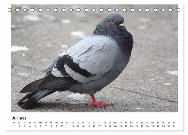 Produktbild: Geliebte Tauben (Tischkalender 2026 DIN A5 quer), CALVENDO Monatskalender