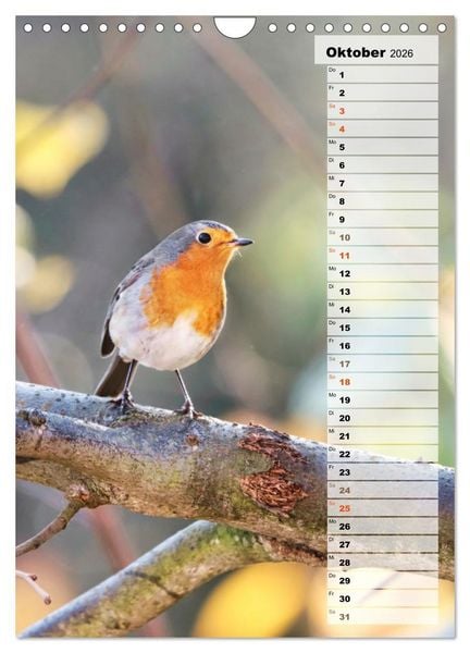 Produktbild: Niedliche Rotkehlchen (Wandkalender 2026 DIN A4 hoch), CALVENDO Monatskalender
