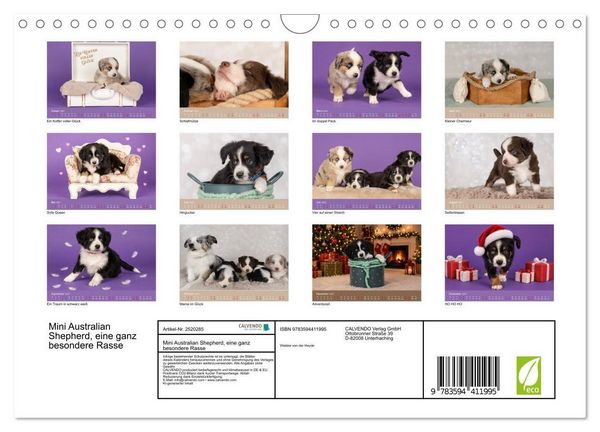 Produktbild: Mini Australian Shepherd, eine ganz besondere Rasse (Wandkalender 2027 DIN A4 quer), CALVENDO Monatskalender