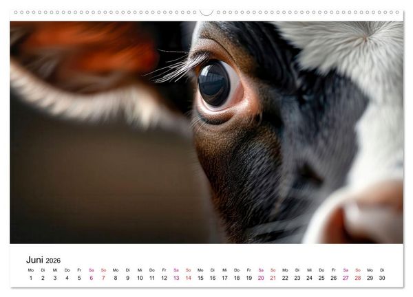 Produktbild: Holsteiner Sch&ouml;nheiten (hochwertiger Premium Wandkalender 2026 DIN A2 quer), Kunstdruck in Hochglanz