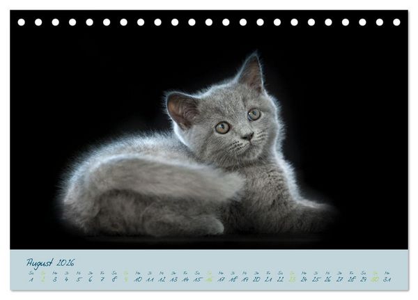 Produktbild: Ein kleiner Kater entdeckt die Welt! (Tischkalender 2026 DIN A5 quer), CALVENDO Monatskalender