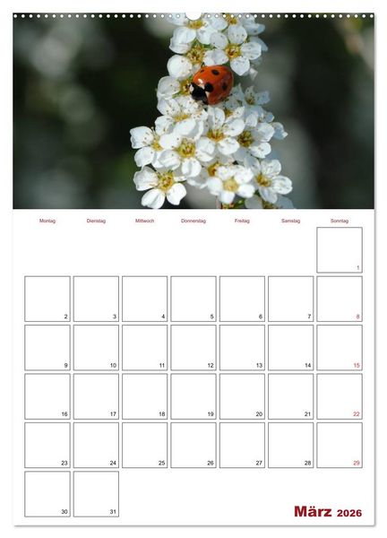 Produktbild: Marienk&auml;fergl&uuml;ck (hochwertiger Premium Wandkalender 2026 DIN A2 hoch), Kunstdruck in Hochglanz