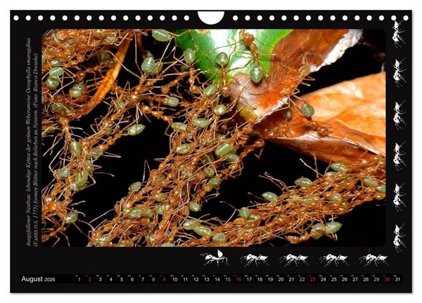 Produktbild: AntsNature - Faszination Ameisen (Wandkalender 2026 DIN A4 quer), CALVENDO Monatskalender
