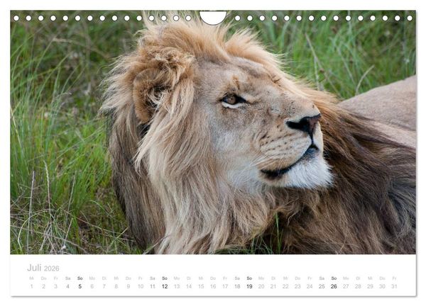 Produktbild: Tierische Gl&uuml;cksmomente mit Weisheiten (Wandkalender 2026 DIN A4 quer), CALVENDO Monatskalender