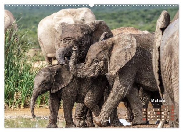 Produktbild: Afrikas Tierwelt: Elefantenbabys (Wandkalender 2026 DIN A2 quer), CALVENDO Monatskalender