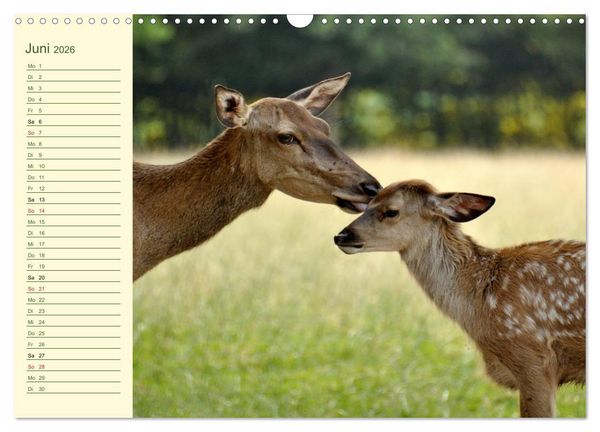Produktbild: Begegnungen. DER HIRSCH (Wandkalender 2026 DIN A3 quer), CALVENDO Monatskalender