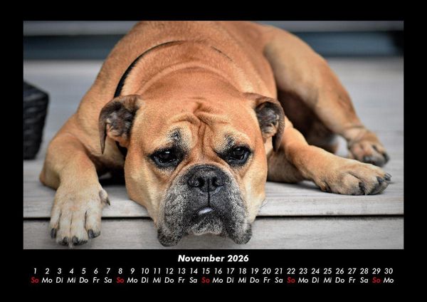 Produktbild: Hundezauber 2026 Fotokalender DIN A3